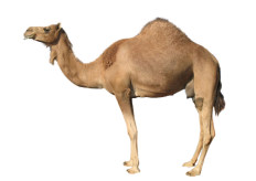 Camels