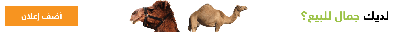 جمال للبيع في تركيا