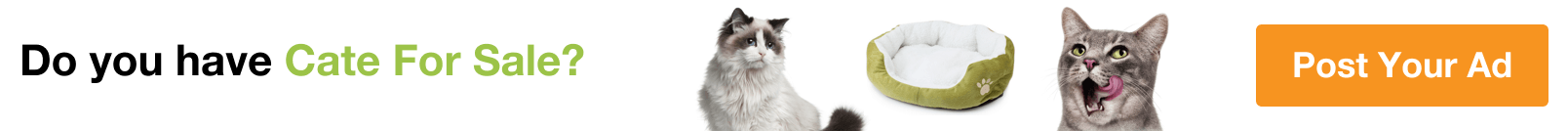 Cats in West Bekaa