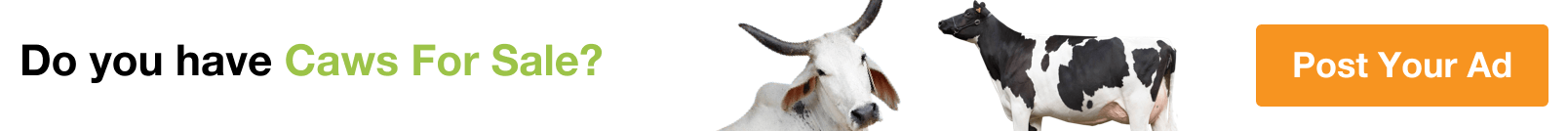 Cows for Sale in Northern Governorate