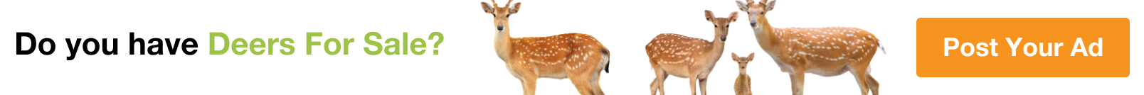 Deer in Northern Governorate